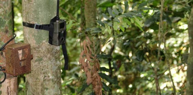 Hang the Trail Camera Up High to Protect Them From Being Stolen