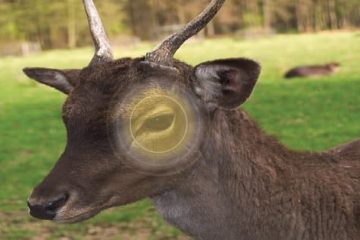 Are Deer Color Blind?