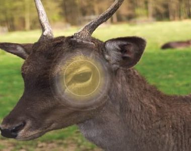 Are Deer Color Blind?