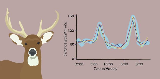 Can Deer see at night?