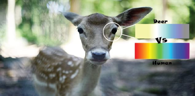 Colors Deer Can See