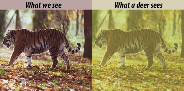 What we see vs what deer see