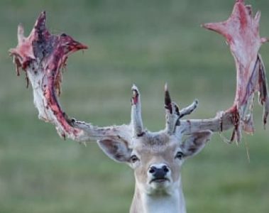 Deer Shedding Antlers