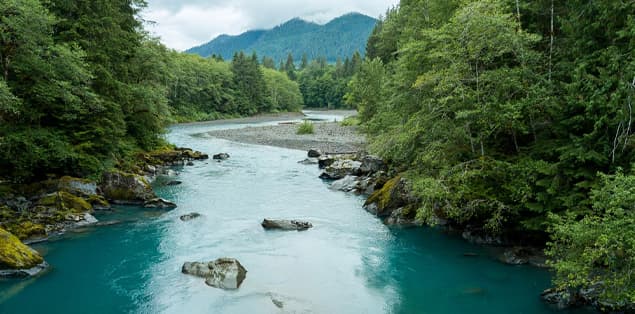 Admire the Hoh River