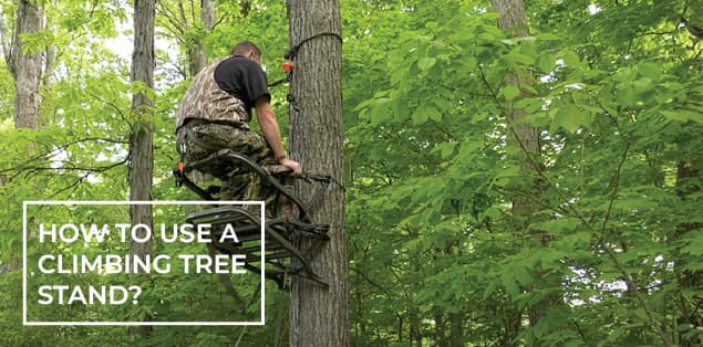 How to Use a Climbing Tree Stand