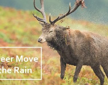 Do Deer Move in the Rain