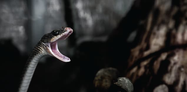 Things To Do When Bitten By Venomous Snakes