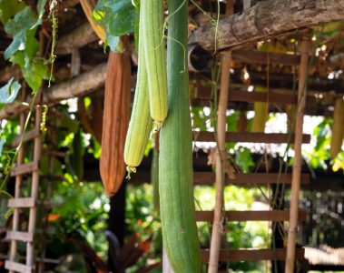 Benefits of Growing Your Own Food