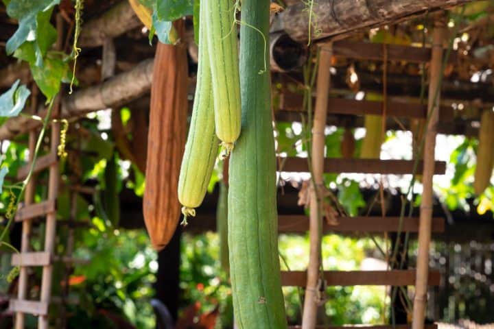 Benefits of Growing Your Own Food
